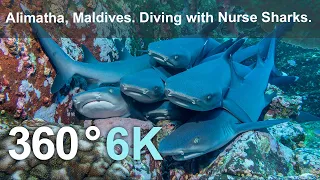 Alimatha, Maldives, diving with Nurse Sharks. 6K underwater 360 video