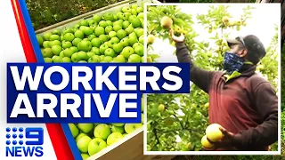 Seasonal workers arrive on Victorian farms | 9 News Australia