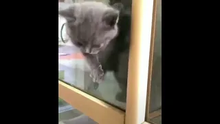 Cats vs glass