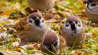 Fluffy sparrows are so cute