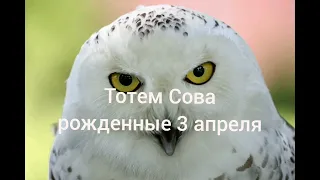 Тотем Сова рождённые 3 апреля