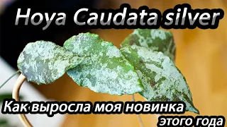 Hoya Caudata Silver - как выросла моя новинка этого года.