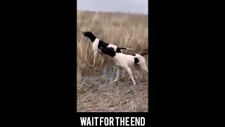 Hunting Quail With Best Pointer Dog | Batair Ka Shikar 2024