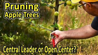 Training and Pruning Apple Trees – Central Leader or Open Center? | Pruning Fruit Trees