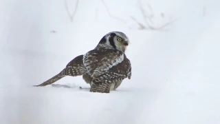 NORTHERN HAWK OWL CATCH MOUSE