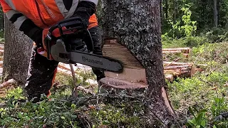 Learn the Faster and Easier Version of the Shark Gill Tree Felling Technique: PERCH GILL