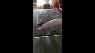 Watch This Gentle Bulldog Meet A Baby Pig For The First Time Ever