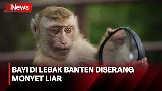 Komunitas Senapan Angin Buru Monyet Liar yang Gigit Perut Bayi di Banten - iNews Pagi 10/05