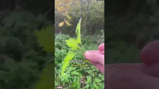 L'ortie se trouve aussi à l'automne