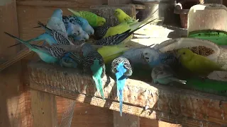 Попугаи завтракают.