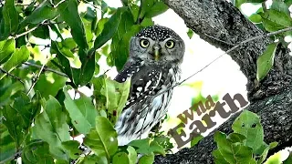 WildEarth - Sunset Safari - 13 May 2020