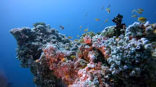 Diving in the Maldives - South Ari Atoll