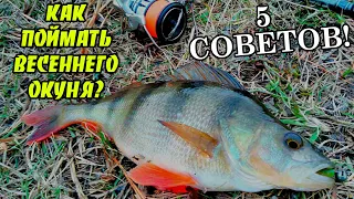 Как ловить окуня весной? Ловля окуня весной (5 советов)