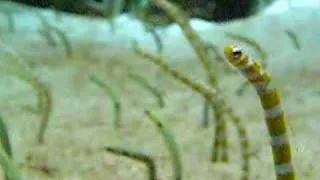 Garden Eels at the Georgia Aquarium