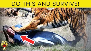 How to survive Wild Animal Attacks | Surviving the Wilderness | Factsosaurus