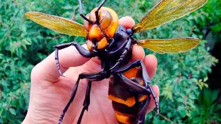 10 MOST DANGEROUS INSECTS YOU MUST RUN AWAY FROM