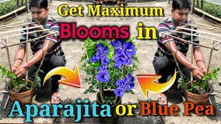 Apply this Trick to get Maximum Blooms in Aparajita or Blue pea or Butterfly pea 🦋