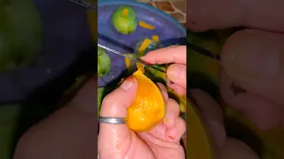 mangga apa telur.. #mango #unik #funnyvideos #lucu