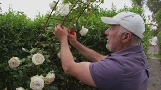 How to prune a climbing rose