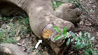 Brave officers gently treated Elephant begging for life with deep septic injuries all over its body