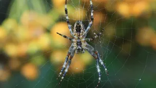 #Чистка от паучьей порчи 🕸️🕷️#чисткаотпаучьейпорчи#обраткаврагу