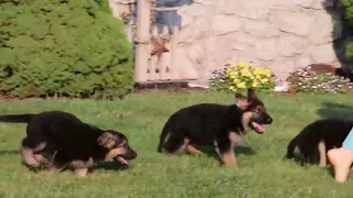 German Shepherd Puppies For Sale