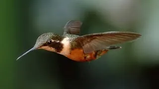 Stunning Slo-Mo Footage of Hummingbirds Hovering in Air