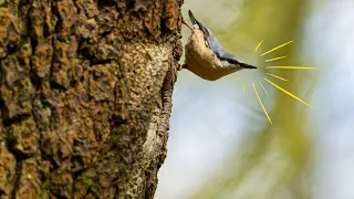 Nikon Z9 Auto Capture - Photographing Nesting Birds, Day 1