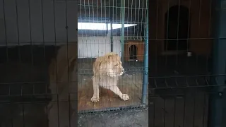 Lion 🦁 Shiraz #funny #shorts  #animal #карендаллакян