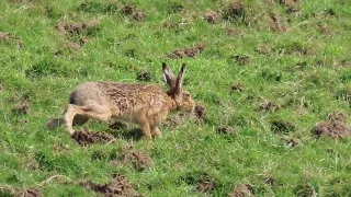 A Sunshine Hare here in Maulds Meaburn.