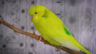 Sounds of Budgies in the morning