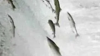 Catching Salmon