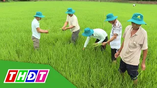 Phòng hay trị: Sâu cuốn lá - sâu đục thân - nhện gié | Khuyến nông - 13/5/2022 | THDT