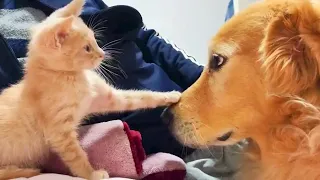 Love and hate! Compilation of funny cats and dogs for a good mood! || KDC365