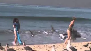 Забавный розыгрыш с чайками на пляже