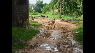 Freedom Dogs Breeding  In Village And Meeting - Asian Animal Video Lover