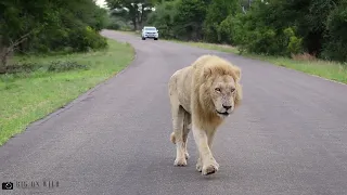 White Lion Casper and Brothers on Patrol - Kruger National Park South Africa