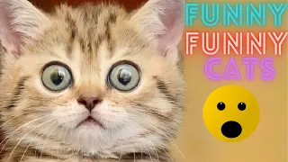 2 HOUR BEST FUNNY CATS COMPILATION 2023 😂| The Best Funny And Cute Cat Videos 3 !😸 😸