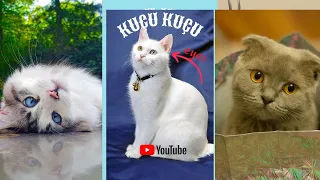 CUTE CATS 🔴 THE BEST AND FUNNY CAT VIDEOS OF 2021