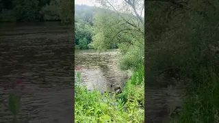 Майн - самая протяжённая река в Германии