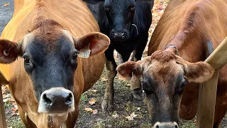 Как я готовлю коровник к вечеру