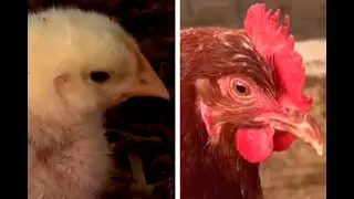 Diferencia entre la comida que se da a los pollos y la que se da a las gallinas | Noticias Caracol