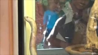 White Cobra