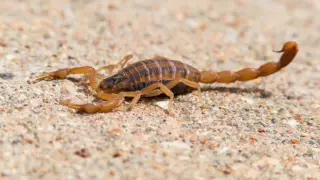 The Scorpion and the Desert: Flash Fiction