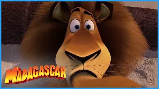 DreamWorks Madagascar  | Tender Loving Thing | Madagascar Movie Clip