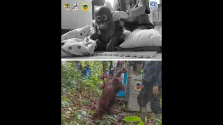 Budi The Orphaned Orangutan is UNRECOGNIZABLE!