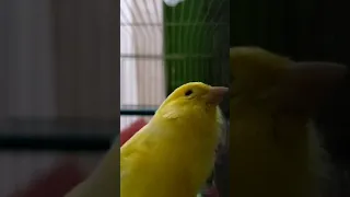 canary