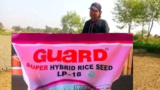 dhaan hybrid LP 18 variety ki paneeri kasht ka mukamal treeqa.