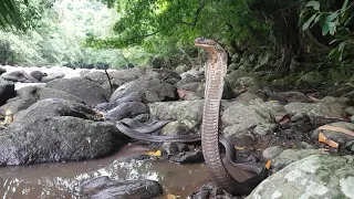 BIGGEST KING COBRA 4K - Corey Wild #57