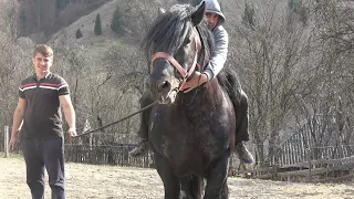 Caii lui Bexa Daniel de la Ciuruleasa, Alba - 2020 Nou!!!